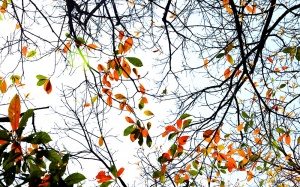 Bắc Bộ có mưa nhỏ vào sáng sớm, trưa chiều hửng nắng