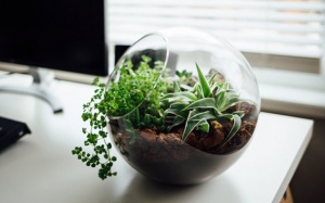 Trồng cây xanh trong văn phòng giúp tăng năng suất làm việc