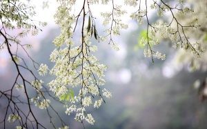 Bắc Bộ có mưa rải rác, nhiệt độ giảm nhẹ