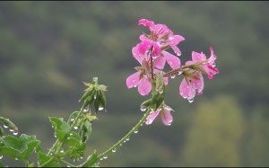 Bắc Bộ chuyển mưa lạnh từ ngày mai