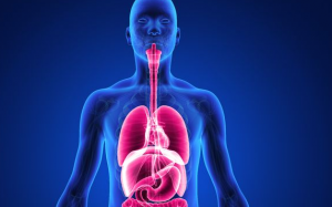 10 sự thật chứng minh cơ thể con người là bộ máy hoàn hảo, kỳ diệu 