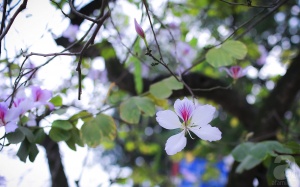 Bắc Bộ ấm áp trước khi đón không khí lạnh vào giữa tuần