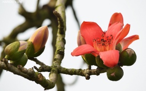 Bắc Bộ nắng ráo đến hết ngày mai