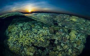 Khám phá vẻ đẹp đại dương qua ảnh dưới nước Ocean Art