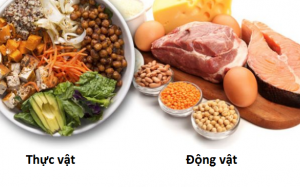 Protein động vật và thực vật khác nhau thế nào?