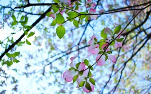 Bắc Bộ hửng nắng, nhiều nơi có mưa dông vào chiều tối