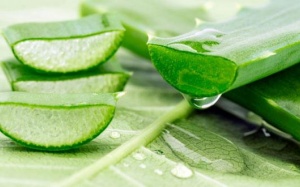 5 tác dụng bất ngờ đến từ nha đam