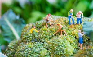 Chất xơ hòa tan có nhiều trong những loại rau củ nào?