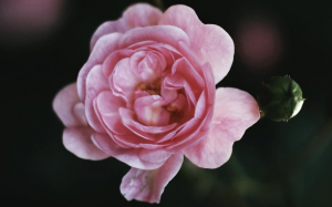 Cách chăm sóc cho 'cô bé' để luôn thơm tho, sạch sẽ và tươi trẻ