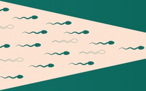 Hậu quả kinh hoàng của biến đổi khí hậu: Gây vô sinh nam?