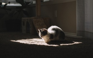 Tử vi thứ Hai (29/4/2019): Cự Giải nên dành thời gian nghỉ ngơi, thư giãn