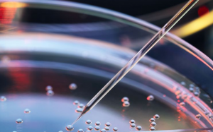 Tế bào gốc là gì? Nó được sử dụng để làm gì?