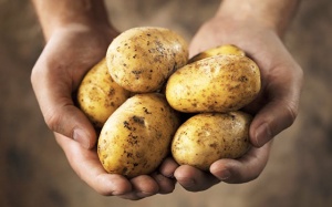 Bị bệnh đái tháo đường có ăn được khoai tây không?