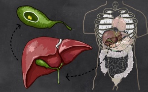 Một số loại thảo dược giúp hỗ trợ điều trị sỏi mật