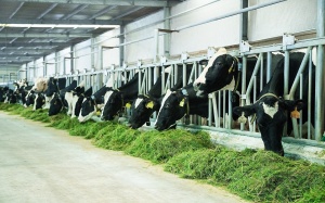 Check-in tại “resort” bò sữa siêu đẹp của Vinamilk Tây Ninh