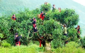 Trà tuyết shan Puxailaileng: Món quà quý với nhiều công dụng cho sức khỏe (Kỳ 2)