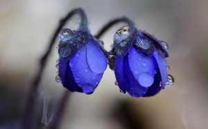 Mưa dông ở Bắc Bộ và Bắc Trung Bộ kéo dài đến hết ngày mai