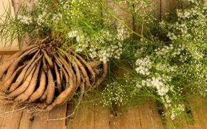 Shatavari - 'sứ giả' của đất trời giúp phụ nữ sớm có con