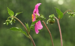 Bắc Bộ và Trung Bộ có mưa dông trên diện rộng