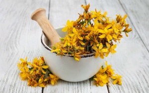 Cây ban Âu giúp giảm trầm cảm, cải thiện tâm trạng nhưng bổ sung thế nào?