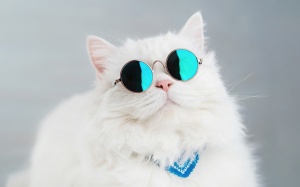 Tử vi thứ Bảy (8/6/2019): Bọ Cạp sẽ có ngày thứ Bảy rất vui vẻ, nhiều tiếng cười