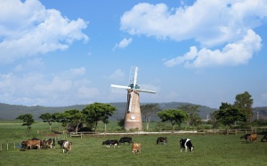 Vinamilk chú trọng chăn nuôi bò sữa để chủ động nguồn nguyên liệu