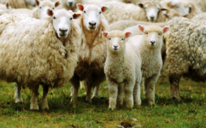 Ngăn chặn lão hóa da toàn diện cùng nhau thai cừu