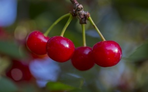 Vì sao bệnh nhân ung thư vú nên ăn anh đào chua?