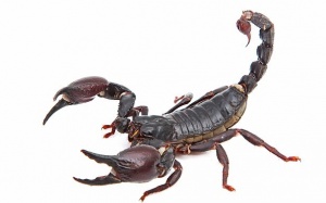 Mới: Nọc độc bọ cạp có thể giết chết vi khuẩn lao