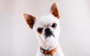 Tử vi thứ Tư (19/6/2019): Thiên Bình có thể tỏ ra mất bình tĩnh trong ngày hôm nay