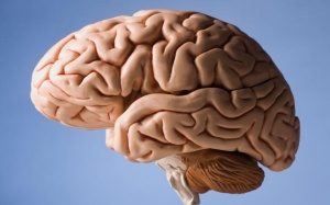 3 sự thật thú vị về não bộ