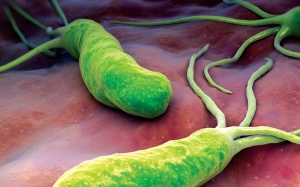 Vi khuẩn HP có nguy hiểm không?