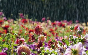 Bắc Bộ mát mẻ trong những ngày đầu tháng 7