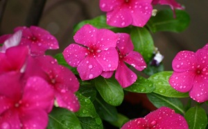 Bắc Bộ và Trung Bộ mưa dông trong 2 - 3 ngày tới