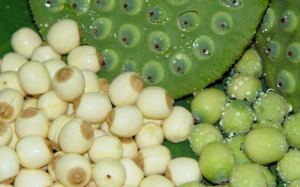 Hạt sen: Vị thuốc quý, thực phẩm lành