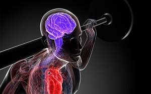 Tập thể dục giúp tăng cường trí nhớ và thông minh hơn