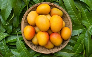 Người bệnh đái tháo đường có biết công dụng ổn định đường huyết của lá xoài?