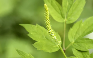 Thiên ma (Black cohosh): Có giúp giảm bốc hỏa, đổ mồ hôi do mãn kinh?