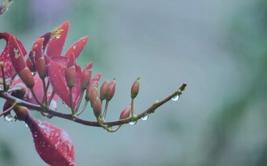 Bắc Bộ mưa dông, Trung Bộ tiếp tục nắng nóng 