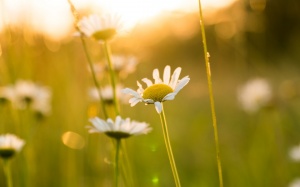 Nắng nóng gay gắt quay trở lại Bắc Bộ