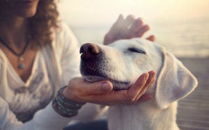 10 phút làm điều này với thú cưng có thể giúp giảm căng thẳng hiệu quả