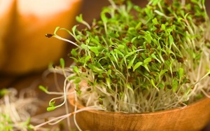 Rau mầm cỏ linh lăng: Thực phẩm giàu dinh dưỡng 