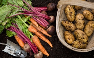Các loại củ tốt cho sức khỏe nên có trong chế độ ăn cân bằng