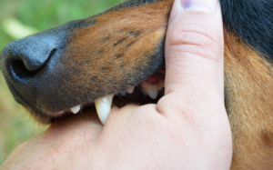 5 thông tin cần biết về bệnh dại