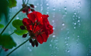 Bắc Bộ giảm nhiệt do có mưa dông về đêm và sáng