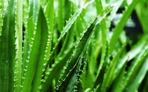 Biện pháp tự nhiên cho bệnh Eczema và vẩy nến