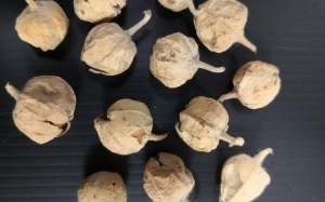 Chiết xuất thảo dược Ấn Độ - hy vọng mới trong điều trị đái tháo đường