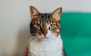 Tử vi thứ Sáu (2/8/2019): Song Tử nên tin vào trực giác, bản năng của mình