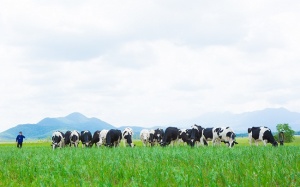 Thương hiệu nào có giá trị cao nhất Việt Nam năm 2019? 