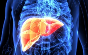 Phát hiện tế bào mới có thể giúp tái tạo gan bị tổn thương do suy gan